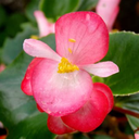 PyTech SRL, Simone Rubino